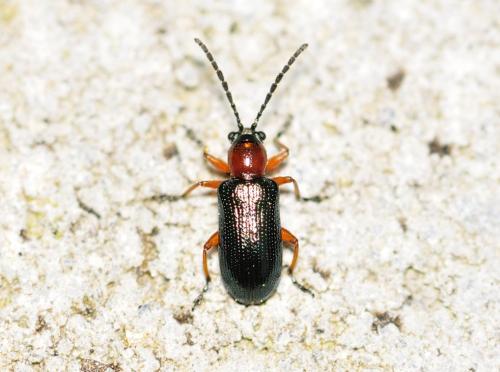 Réf. 321 140 : Oulema sp.